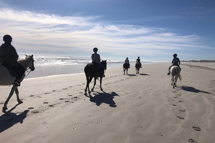 Experience serene moments on horseback along the stunning 16Mile beach with the gentle ocean breeze and picturesque views of Cape Town's coastline while encountering wildlife in their natural habitat.